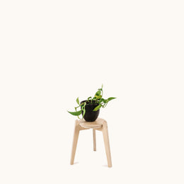 Japandi 170mm Plant Stand 