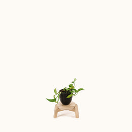 Japandi 170mm Plant Stand 