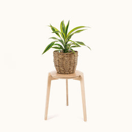 Japandi 280mm Plant Stand 