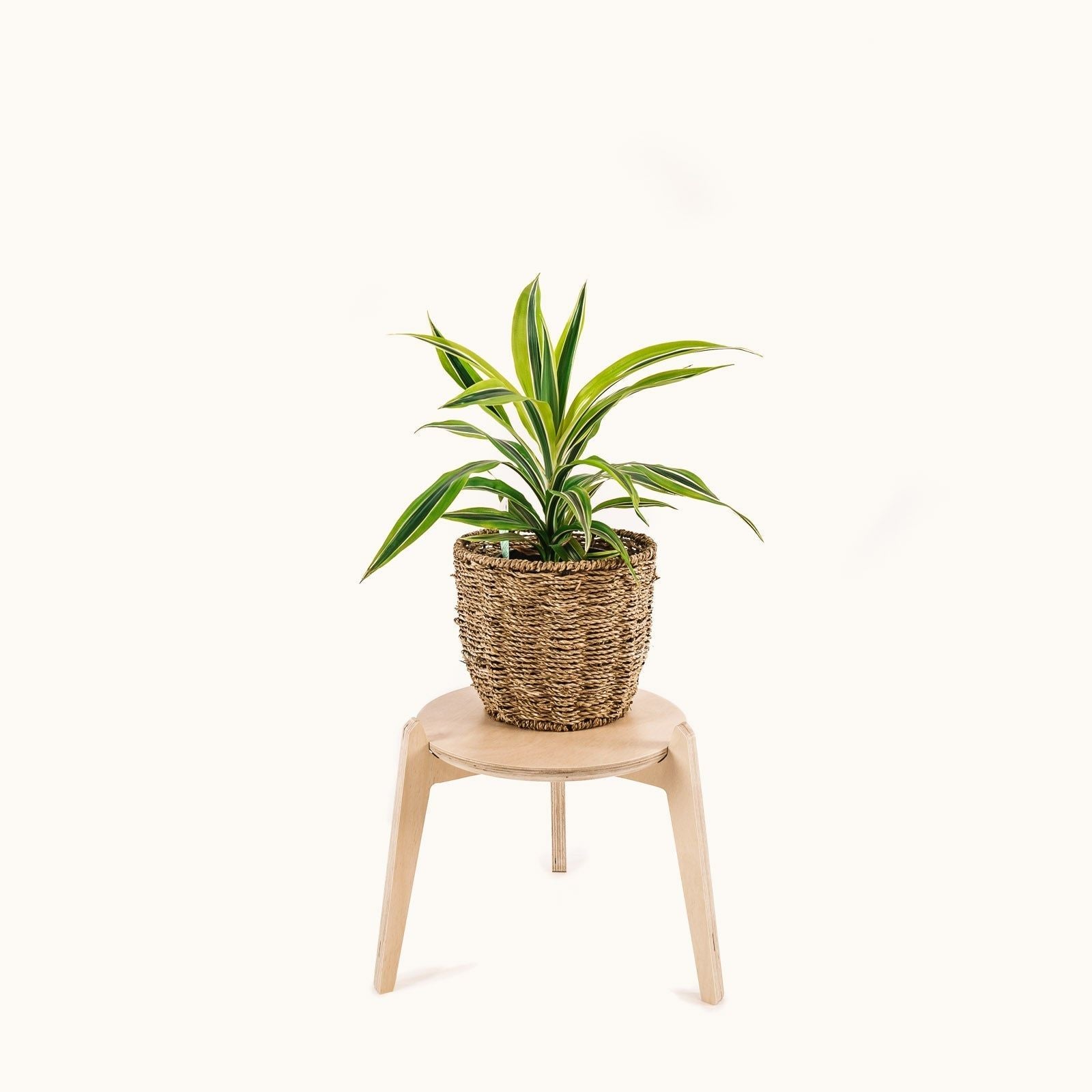 Japandi 280mm Plant Stand 