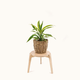 Japandi 280mm Plant Stand 