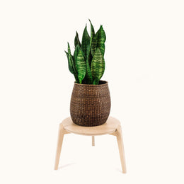 Japandi 360mm Plant Stand 