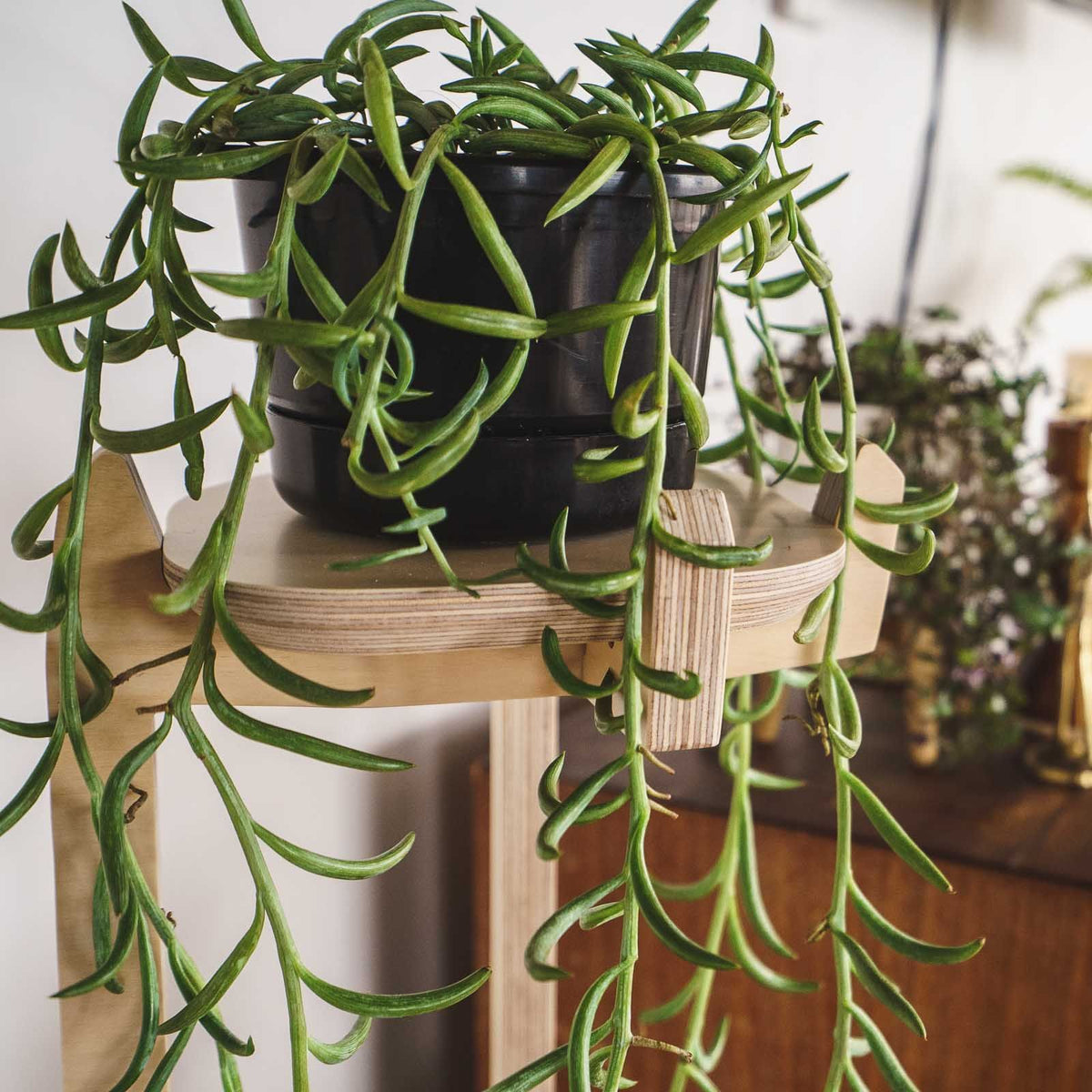 Japandi Corner Plant Stand 