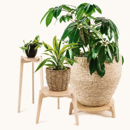 Japandi Plant Stand 3 pack 